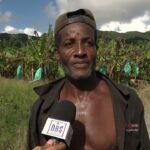 Banana Farmers In La Resource Dennery Struggle With Fungal Disease, Call For Government Aid