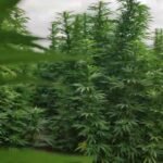 Cannabis And Industrial Hemp Bill Open For Public Review, Legislation Expected By Q1 2025