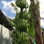 Banana Farmers To Receive Compensation For Leaf Spot Damage