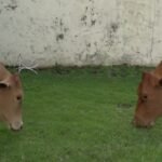 Stray Cows Causing Havoc, Residents Demand Urgent Action